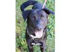 Adopt Onyx a Black Labrador Retriever / Mixed dog in Bowling Green