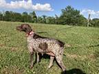 Adopt Shay a Brown/Chocolate German Shorthaired Pointer / Mixed dog in Katy