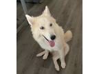 Adopt Sadie a White Husky / Mixed dog in Houston, TX (39019854)