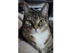 Adopt Lilly a Brown Tabby Domestic Shorthair / Mixed (short coat) cat in