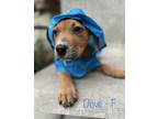 Adopt Dove a Brown/Chocolate Labrador Retriever / Boxer dog in Buffalo