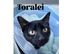 Adopt Toralei a All Black Domestic Shorthair / Mixed (short coat) cat in