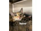 Adopt Maize a Black (Mostly) Domestic Shorthair / Mixed (short coat) cat in