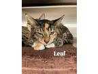 Adopt Leaf a Black (Mostly) Domestic Shorthair / Mixed (short coat) cat in