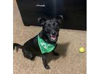 Adopt Tomato a Black Terrier (Unknown Type, Small) / Mixed dog in Knoxville