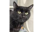 Adopt Khaleesi a Domestic Short Hair