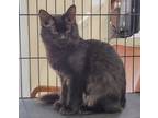 Adopt Bastet a All Black Domestic Mediumhair / Domestic Shorthair / Mixed cat in