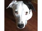 Adopt Sundae a White - with Black Border Collie / American Pit Bull Terrier /