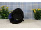 Aussiedoodle Puppy for sale in Kansas City, MO, USA
