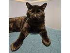 Adopt Skrill a All Black Domestic Shorthair / Mixed cat in San Antonio