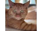 Adopt Smurf a Orange or Red Domestic Shorthair / Mixed cat in West Olive