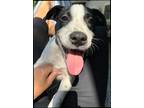Adopt Hannah a White - with Black Pit Bull Terrier / Mixed Breed (Medium) /