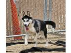 Adopt Winnie a Black Husky / Mixed dog in Silver Springs, NV (38940692)