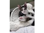 Adopt Sharky a White (Mostly) Domestic Shorthair / Mixed (short coat) cat in