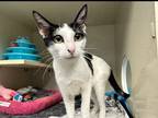 Adopt Luna a White (Mostly) Domestic Shorthair / Mixed (short coat) cat in Boca