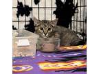 Adopt Teenie a Gray or Blue Domestic Shorthair / Mixed cat in North Battleford