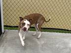 Adopt Diamond a White American Pit Bull Terrier / Mixed dog in SMITHFIELD
