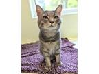 Adopt Tres a Gray or Blue Domestic Shorthair / Domestic Shorthair / Mixed cat in