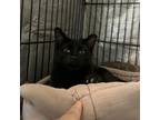 Adopt Po ' Boy a All Black Domestic Shorthair / Mixed cat in Stephenville