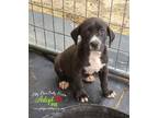 Adopt MooShu a Black Labrador Retriever / Mixed Breed (Large) / Mixed dog in