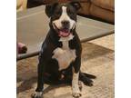 Adopt Abe a Black Mixed Breed (Medium) / Mixed dog in Austin, TX (39036710)