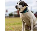 Adopt Grimm a White - with Black American Pit Bull Terrier / Presa Canario /