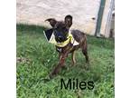Adopt Miles ka a Brindle - with White Shepherd (Unknown Type) / Terrier (Unknown