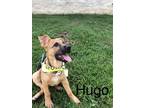 Adopt Hugo ka a Tan/Yellow/Fawn - with Black German Shepherd Dog / Terrier
