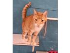 Adopt Ping Bonilla a Domestic Shorthair / Mixed (short coat) cat in Washburn