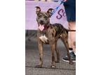 Adopt HECTOR a Merle Catahoula Leopard Dog / Mixed dog in Grafton, OH (38782746)