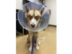 Adopt Domino a Mixed Breed (Medium) / Mixed dog in Dearborn, MI (39058636)