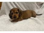Mutt Puppy for sale in Fort Worth, TX, USA