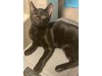 Adopt Ricotta a All Black Domestic Shorthair / Mixed (short coat) cat in Panama