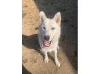 Adopt Bolt a Husky / Mixed dog in Newberg, OR (39037117)