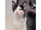 Adopt Elija a All Black Domestic Shorthair / Mixed cat in Milford, IA (38796039)
