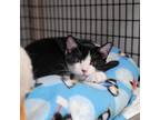 Adopt Elena a All Black Domestic Shorthair / Mixed cat in Milford, IA (38796038)