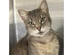 Adopt Binky a Gray or Blue Domestic Shorthair / Mixed cat in Hawthorne