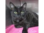 Adopt Binx a All Black Domestic Shorthair / Mixed cat in Hawthorne