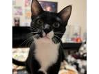 Adopt jasper hill a All Black Domestic Shorthair / Mixed cat in Tallahassee