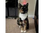 Adopt Layla Hill AH a Brown or Chocolate Domestic Shorthair / Mixed cat in