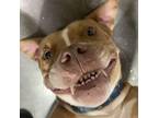 Adopt Bruce a Tan/Yellow/Fawn Pit Bull Terrier / Mixed Breed (Medium) / Mixed