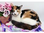 Adopt Reagan II a Domestic Shorthair cat in Muskegon, MI (38919240)