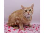 Adopt Precious XI a Domestic Shorthair / Mixed cat in Muskegon, MI (38805573)