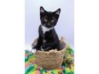 Adopt Buttercup XI a Black & White or Tuxedo Domestic Shorthair / Mixed cat in