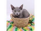 Adopt Cinnamon V a Gray or Blue Domestic Shorthair / Mixed cat in Muskegon