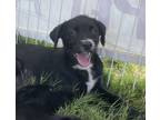 Adopt Caesar a Black - with White Terrier (Unknown Type, Medium) / Mixed dog in