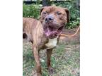 Adopt Braun a Brindle - with White Bullmastiff / Mixed dog in Heber Springs
