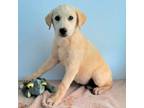 Adopt Spring a Tan/Yellow/Fawn Labrador Retriever / Mixed dog in Show Low