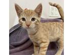 Adopt Princeton a Orange or Red Domestic Shorthair / Mixed cat in Kanab