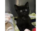 Adopt Hana a All Black Domestic Shorthair / Mixed cat in Los Angeles
